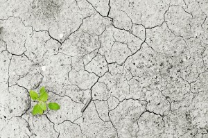 Cracks in the ground. One small green plant growing through the cracks. 